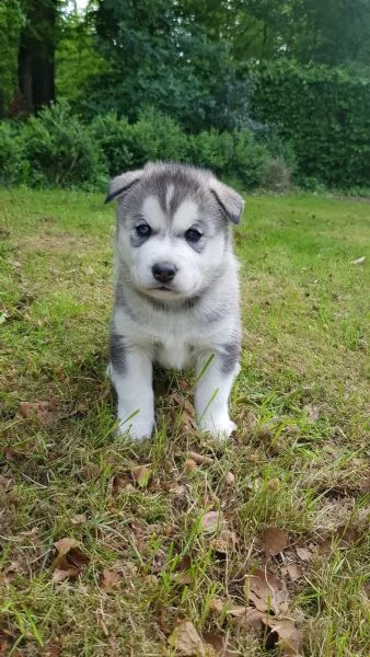 siberian husky cuccioli occhi color ghiaccio stupendi