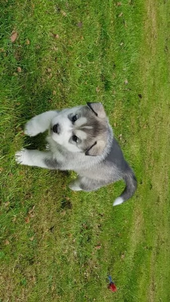 siberian husky cuccioli occhi color ghiaccio stupendi | Foto 1