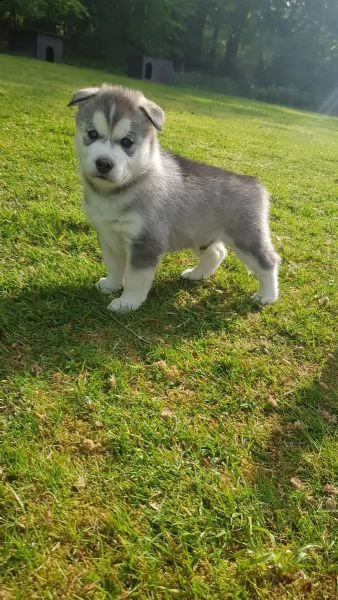 siberian husky cuccioli occhi color ghiaccio stupendi | Foto 0