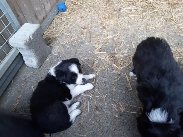 border collie cuccioli | Foto 1