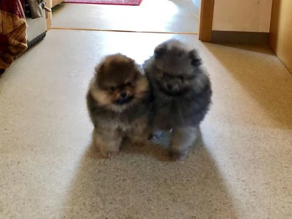 adorabili cuccioli di pomerania spitz | Foto 2