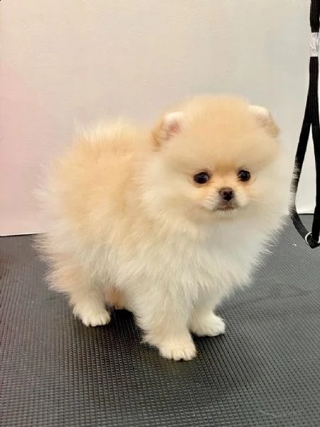 adorabili cuccioli di pomerania spitz