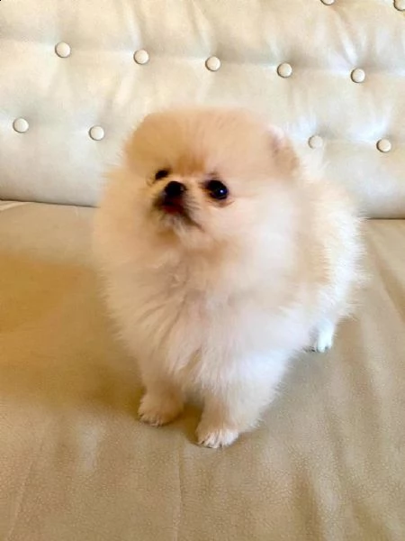 adorabili cuccioli di pomerania spitz | Foto 1