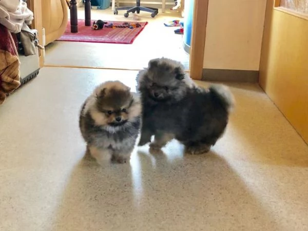 adorabili cuccioli di pomerania spitz | Foto 0