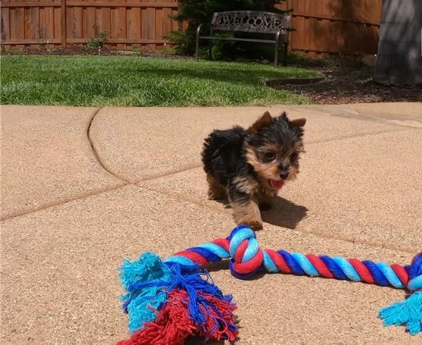 fantastici cuccioli yorkshire terrier