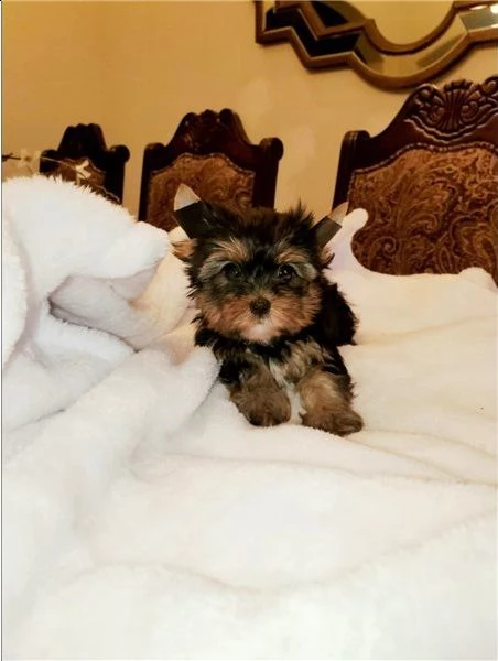 fantastici cuccioli yorkshire terrier | Foto 1