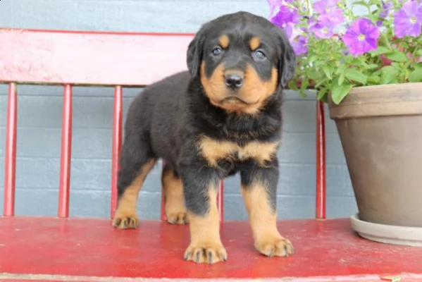 rottweiler cucciolo.. maschio e femmina