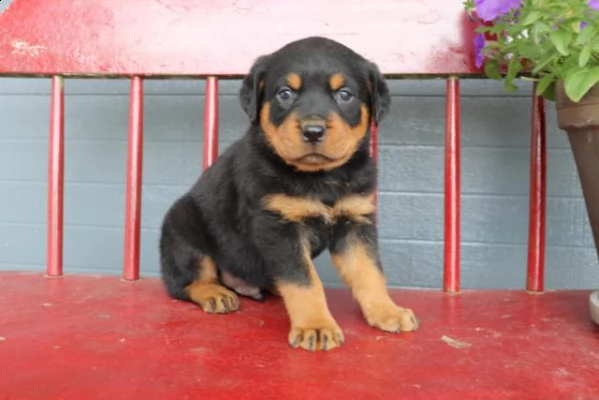 rottweiler cucciolo.. maschio e femmina | Foto 0