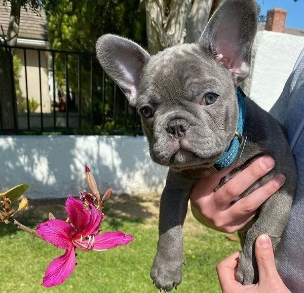 cuccioli di bulldog francese felici dispon...