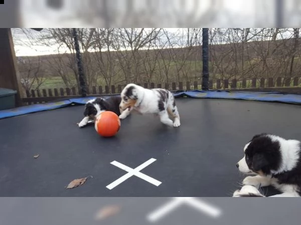 cuccioli di pastore australiano australian shepherd | Foto 2