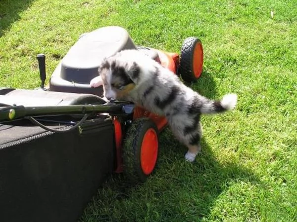 cuccioli di pastore australiano australian shepherd | Foto 0