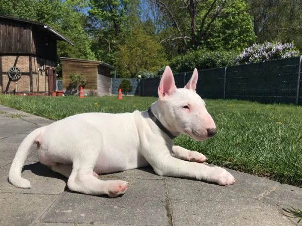 cuccioli di bull terrier | Foto 1