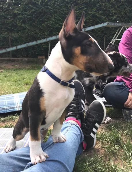 cuccioli di bull terrier