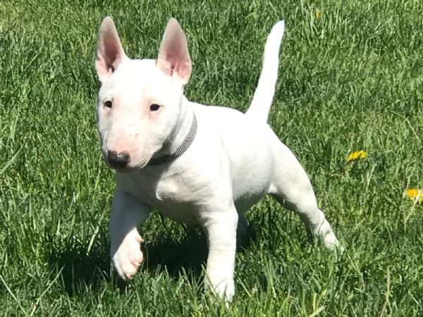 cuccioli di bull terrier | Foto 0