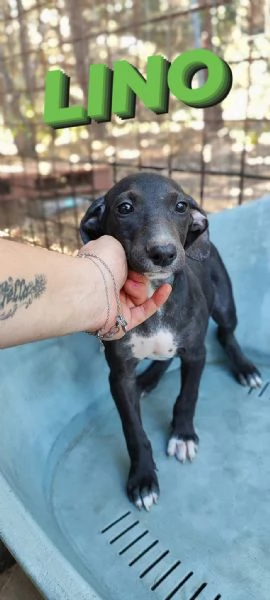 Cuccioli meticci in adozione | Foto 1