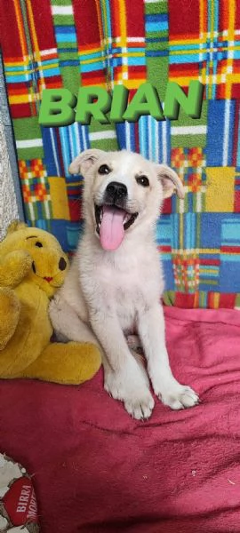 Cuccioli meticci in adozione  | Foto 2