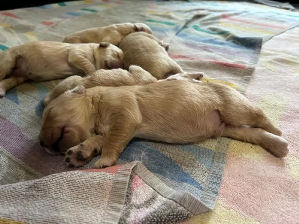 cucciolata golden retriever TOP | Foto 0