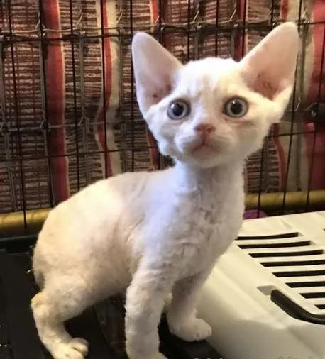 devon rex cuccioli disponibile