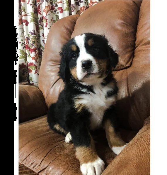 adorabili cuccioli di bovaro  del bernese