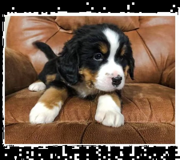 adorabili cuccioli di bovaro  del bernese | Foto 0