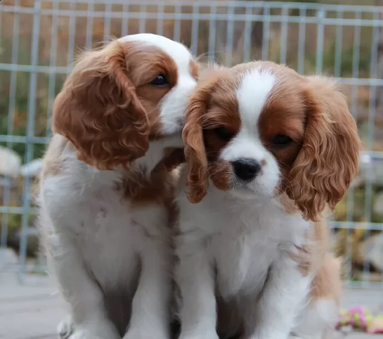 cuccioli cavalier king charles