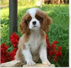 cuccioli cavalier king charles | Foto 1