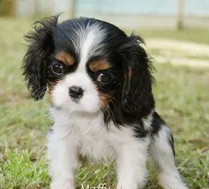 cuccioli cavalier king charles | Foto 0