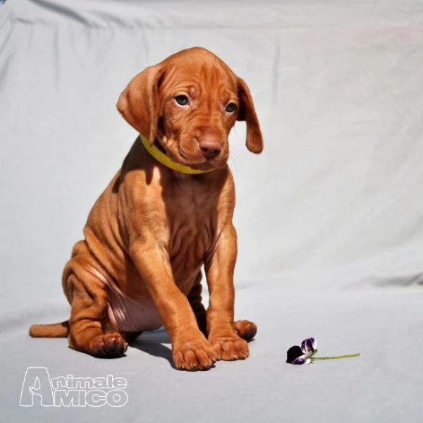 splendidi cuccioli di bracco ungherese | Foto 0