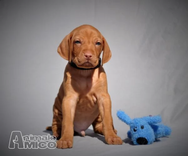 splendidi cuccioli di bracco ungherese