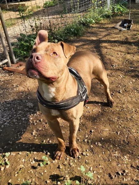 adozione del cuore! pit bull 3 anni jonny | Foto 1