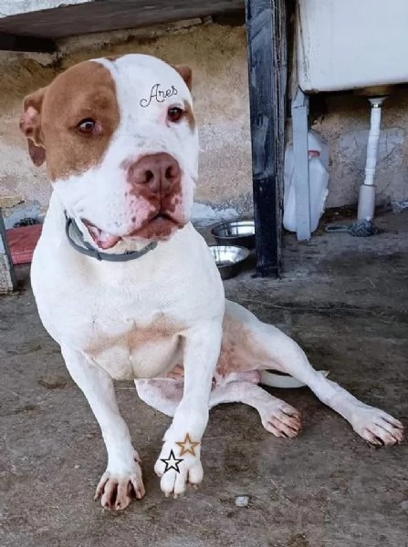 adozione del cuore! pit bull maschio 6 anni ares