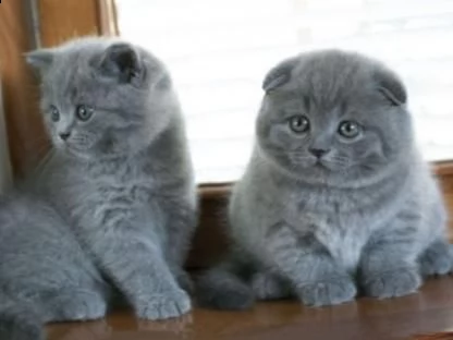 british shorthair cuccioli