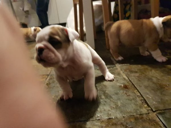 bulldog inglese 3 mesi disponibili | Foto 2