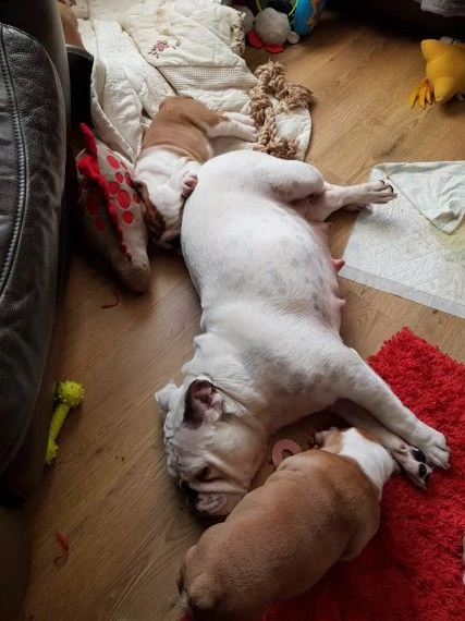 bulldog inglese 3 mesi disponibili | Foto 1