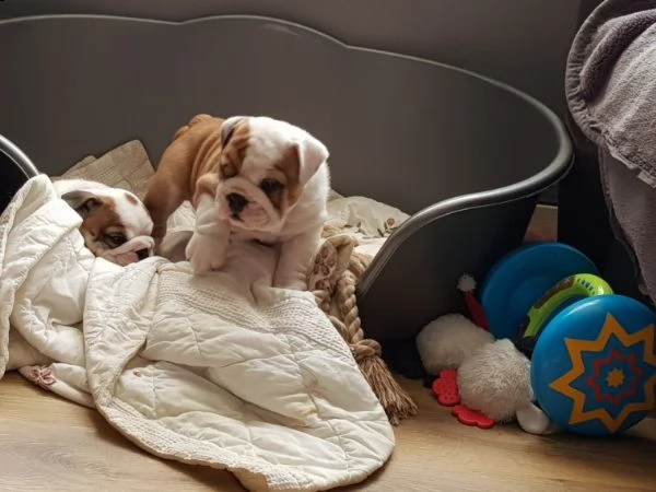 bulldog inglese 3 mesi disponibili