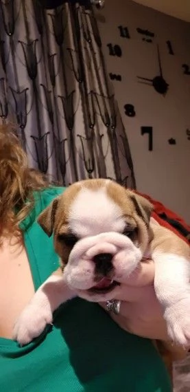 bulldog inglese 3 mesi disponibili | Foto 0