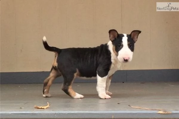 cuccioli bull terrier standard