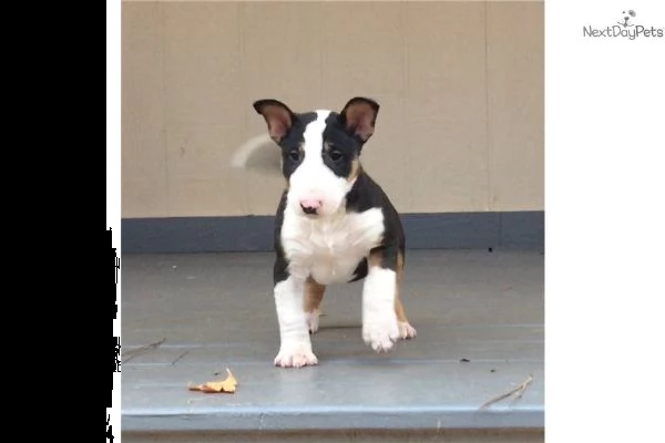 cuccioli bull terrier standard | Foto 1