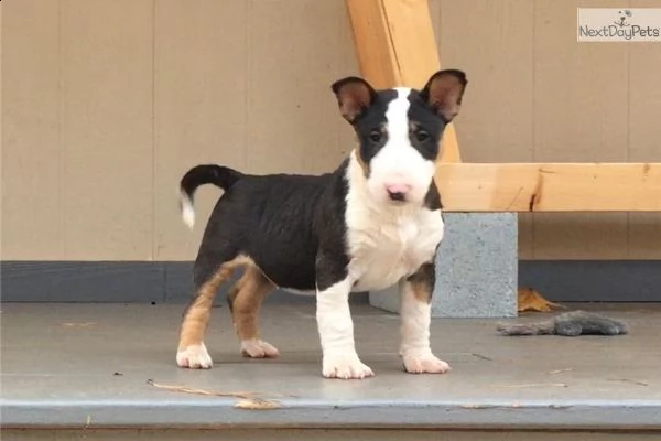 cuccioli bull terrier standard | Foto 0