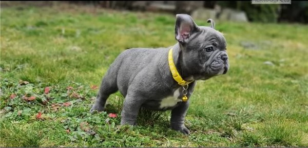 cuccioli di bouledogue francese | Foto 2