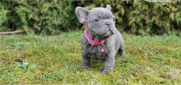 cuccioli di bouledogue francese | Foto 1