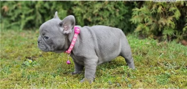 cuccioli di bouledogue francese | Foto 0