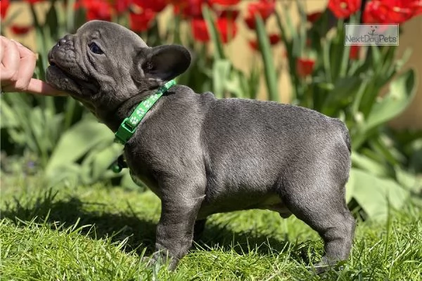 cuccioli di bouledogue francese