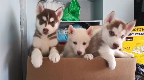 cucciolo di siberian husky rosso e bianco con occhi blu | Foto 2