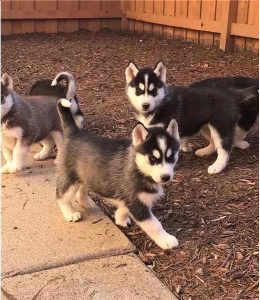 cucciolo di siberian husky rosso e bianco con occhi blu | Foto 1