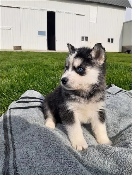 cucciolo di siberian husky rosso e bianco con occhi blu | Foto 0