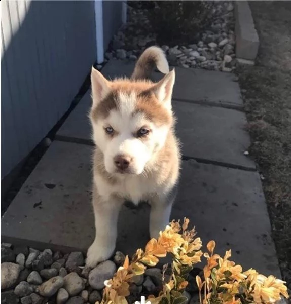 cucciolo di siberian husky rosso e bianco con occhi blu