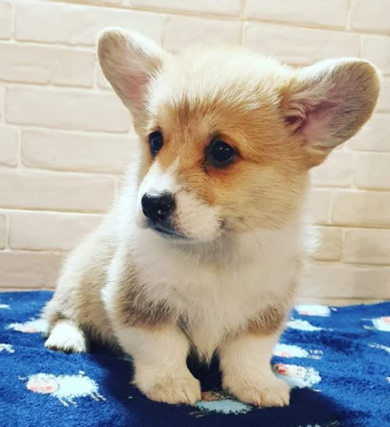 Cuccioli di corgi  | Foto 0