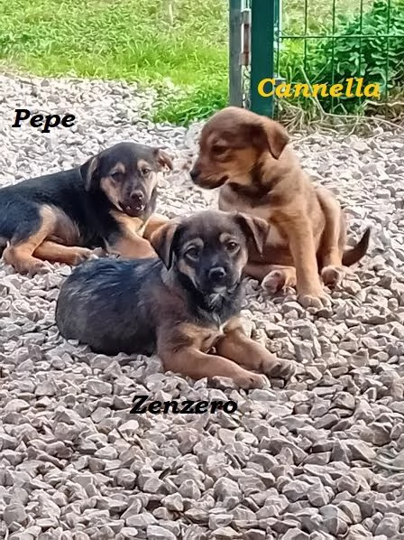 CANNELLA, PEPE E ZENZERO,TRE PICCOLE PESTI IN CERCA DI UNA FAMIGLIA | Foto 4