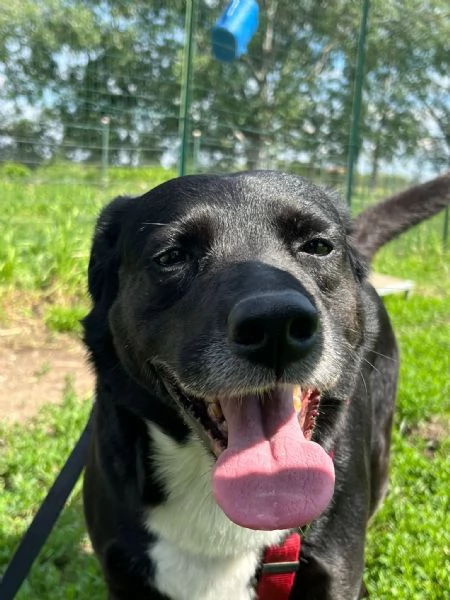 nuvola timido mix labrador